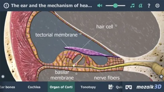 The mechanism of hearing 3D screenshot 3