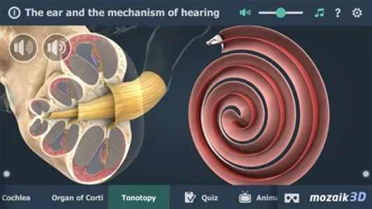 The mechanism of hearing 3D screenshot 4