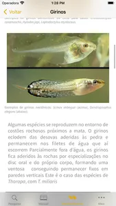 Anfíbios da Mata Atlântica screenshot 4