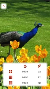 Animal Pexeso screenshot 4