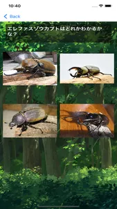 カブトムシ・クワガタムシクイズ　昆虫図鑑 screenshot 6