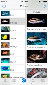 Oman Fish ID screenshot 4