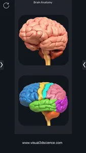 My Brain Anatomy screenshot 1