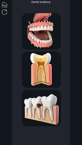 My Dental Anatomy screenshot 0