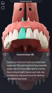 My Dental Anatomy screenshot 1