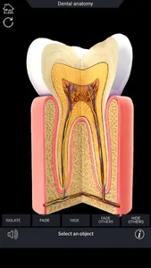 My Dental Anatomy screenshot 3