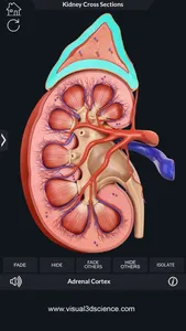 Urinary System screenshot 1