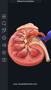 Urinary System screenshot 3