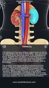 Urinary System screenshot 4