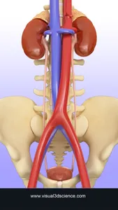 Urinary System screenshot 6