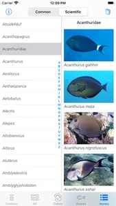 Red Sea Fish ID screenshot 8