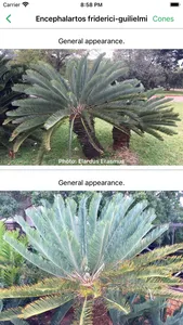 SA Cycads screenshot 1