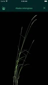 Idaho Grasses screenshot 2