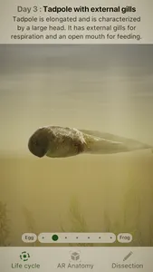 Froggipedia screenshot 0