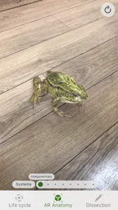 Froggipedia screenshot 1