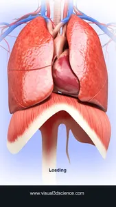 My Respiratory System Anatomy screenshot 6