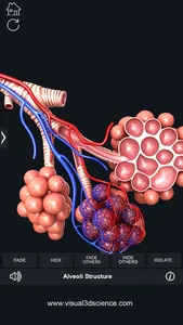 My Respiratory System Anatomy screenshot 7