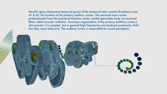 Auditory System Simulator screenshot 4