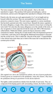 Male Reproductive System screenshot 5