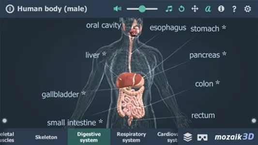 Human body (male) 3D screenshot 3