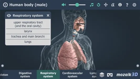 Human body (male) 3D screenshot 4