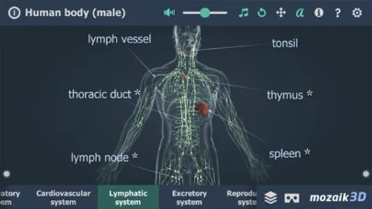 Human body (male) 3D screenshot 5