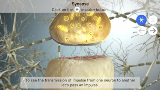 Brainapse screenshot 7