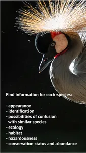 The Golden Safari Guide screenshot 8