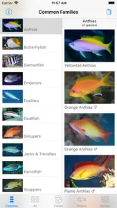 Deep Blue Divers Fish Guide screenshot 5