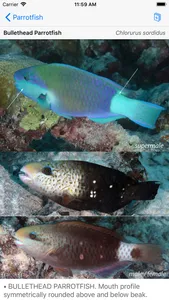 Deep Blue Divers Fish Guide screenshot 6