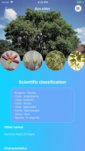 Deciduous Trees 2.0 screenshot 1