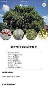 Deciduous Trees 2.0 screenshot 4