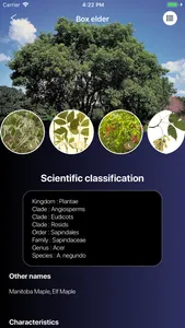 Deciduous Trees 2.0 screenshot 5