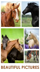 Horse Jigsaw Puzzle Games screenshot 1