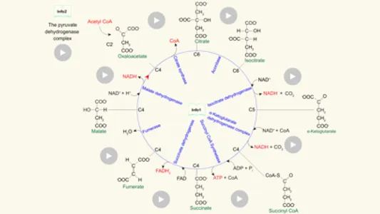 Metabolism screenshot 1