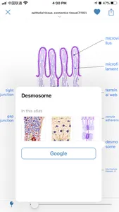 Atlas of Human Histology screenshot 2