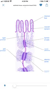 Atlas of Human Histology screenshot 3