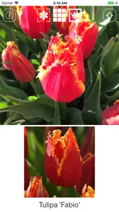 Spring Bulbs screenshot 0
