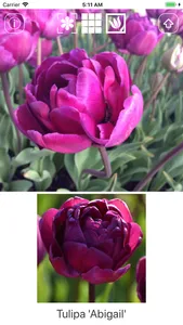 Spring Bulbs screenshot 1