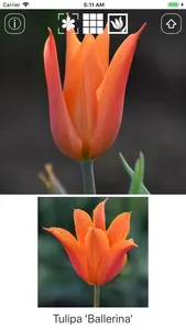 Spring Bulbs screenshot 2