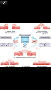 Schwartz’s Surgery 11/E screenshot 6