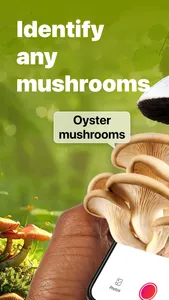 Picture Mushroom: Identifier screenshot 6