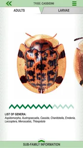 Leaf Beetle ID Guide screenshot 1