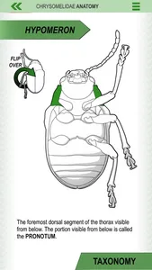 Leaf Beetle ID Guide screenshot 4