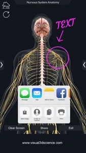 My Nervous System Anatomy screenshot 7