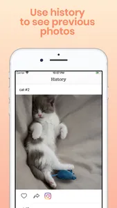 Daily Cute Cats Photos screenshot 3