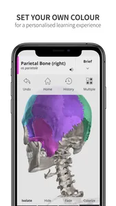 Anatomyka Skeleton screenshot 4