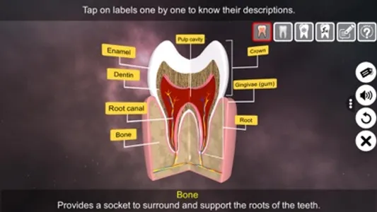 Incredible Human Teeth screenshot 2