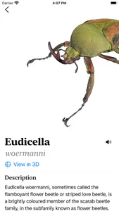 Insecta - Study Insects in AR screenshot 1