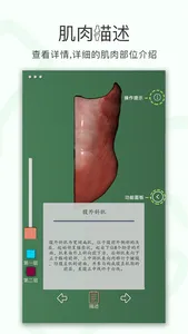 肌肉系统－3D screenshot 1